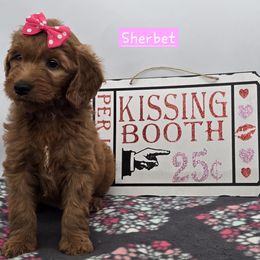 Sherbet - Red  female Goldendoodle puppy in Neillsville, Wisconsin from Granton Creek