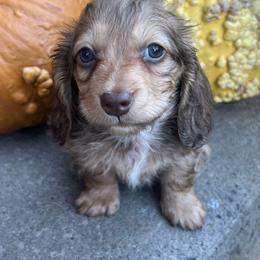 Lulu boy one - Chocolate and cream male Dachshund puppy in Payette, Idaho from NT Mini Doxies