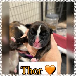 Thor - Brindle male Boxer puppy in Greenwell Springs, Louisiana from Bayou Boxer Haus