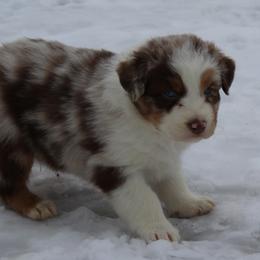 Quaid - Red merle male Australian Shepherd puppy in Kansas, Oklahoma from Windy G Farm