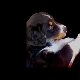 Lance - Black tri-color male Australian Shepherd puppy in Cypress, Texas from Cypress Aussies