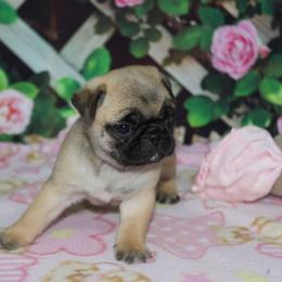 Josie - Fawn female Pug puppy in Tuscola, Illinois from Dream on puppies