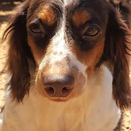 Oscar - Dachshund