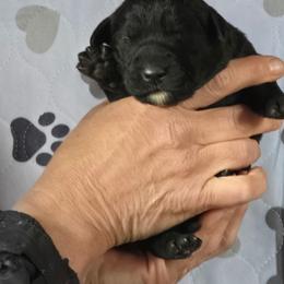 Girl 1 - Golden female Golden Retriever puppy in Montrose, Michigan from Spraggins Sweet Acres