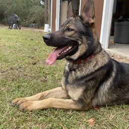 German Shepherd All Grown Up from Angel Oak German Shepherds