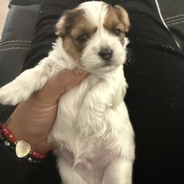 Shih Tzu Puppies from Lovely Shih Tzu's