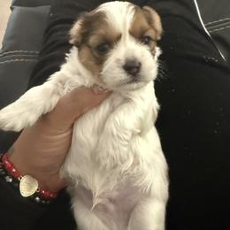Shih Tzu Puppies from Lovely Shih Tzu's