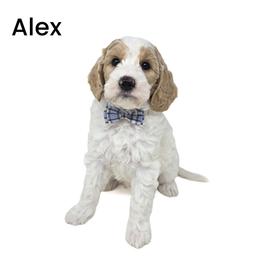 Alex - Parti male Goldendoodle puppy in Crawfordsville, Indiana from Winding Creek Ranch Doodles
