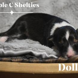 Edel - Sable and white female Shetland Sheepdog puppy in Gladbrook, Iowa from T Triple C Shelties
