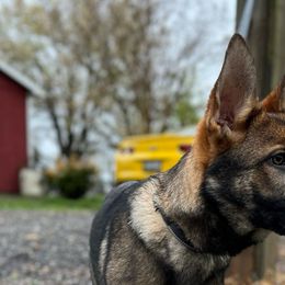 Green (Gage) - Sable German Shepherd puppy in Maryland from Soco.GSD's