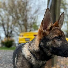 Green (Gage) - Sable German Shepherd puppy in Maryland from Soco.GSD's