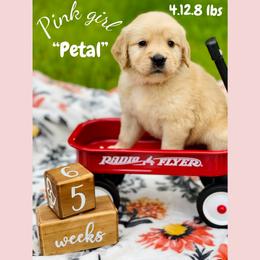 Golden Retriever Puppies from All shades Golden