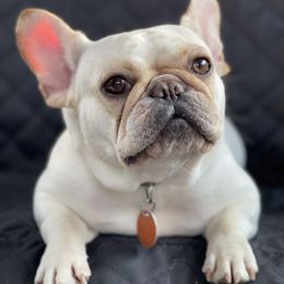 Vanilla - French Bulldog