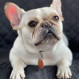 Vanilla - French Bulldog