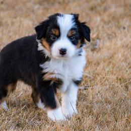 Paisley - Black tri female Miniature Australian Shepherd puppy in Blackfoot, Idaho from Bellewynd Acres