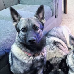Radar - Norwegian Elkhound