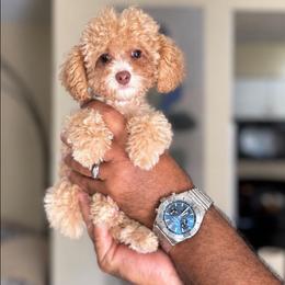Bello - Cream male Poodle puppy in Weeki Wachee, Florida from Dreamspoodleandmaltese