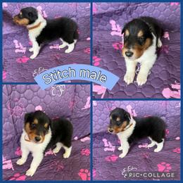 Stitch - Black white and tan male Collie puppy in Elko, Nevada from Willow Creek Acres Dachshunds