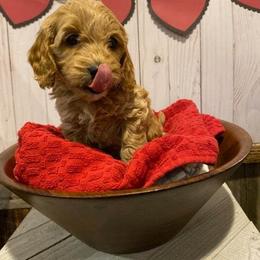 Cockapoo Puppies from Ouachita River Cockapoos