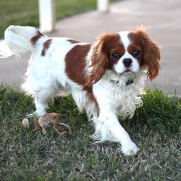 Charlie - Cavalier King Charles Spaniel
