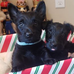 Scottish Terriers from TnT Scotties