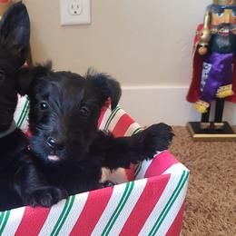 Scottish Terriers from TnT Scotties