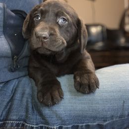 Labrador Retriever Puppies from Circle H Labradors