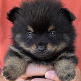 E - Black and tan male Pomeranian puppy in Cocoa, Florida from Pom Coast Pomeranians