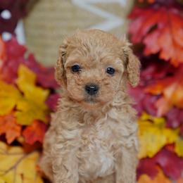 Snoopy - Red  male Poodle puppy in Santa Clarita, California from Hollywood Mini Pets