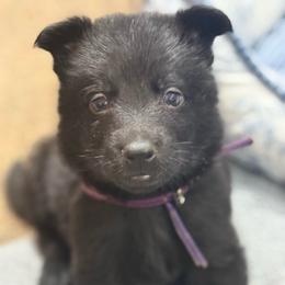 Ms purple - Black female German Shepherd puppy in Berlin, Wisconsin from Gypsy Miracle Kennels