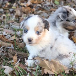 Miniature Australian Shepherd Puppies from Shady D Aussies