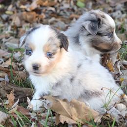 Miniature Australian Shepherd Puppies from Shady D Aussies
