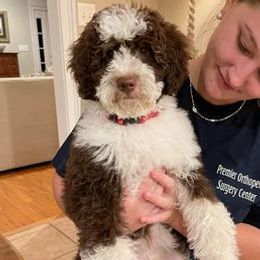 COWBOY - Australian Labradoodle