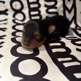 Stripe - Black and tan male Yorkshire Terrier puppy in Illinois from Pretty Little Yorkies