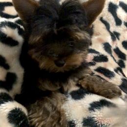 Yorkshire Terrier Puppies from Marvelus Yorkies