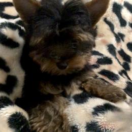 Yorkshire Terrier Puppies from Marvelus Yorkies