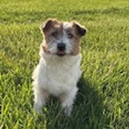 Airedale Terrier and Russell Terrier Puppies from Meadowaire Terriers