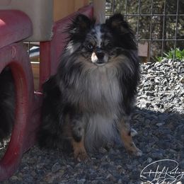 Pomeranian puppies from High Rocking Pom Poms