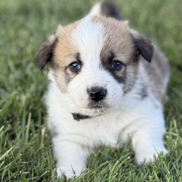 Border Collies and Companion Crosses from Chelsea’s Cowgirl Corgis
