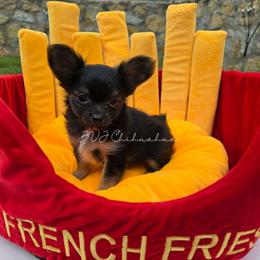 Eman - Black and tan male Chihuahua puppy in El Paso, Texas from JVJ Chihuahua