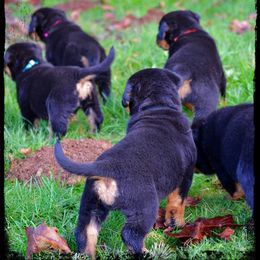 Rottweiler Puppies from Titanenheim Rottweilers