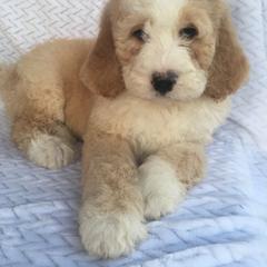 Sirius - male Australian Mountain Doodle puppy in Blairstown, Missouri from Shepherd Hill Doodles