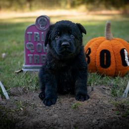 Blue - Black male German Shepherd puppy in Hammond, Louisiana from Von LaMarca German Shepherds