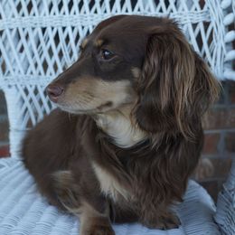 Gidget - Dachshund