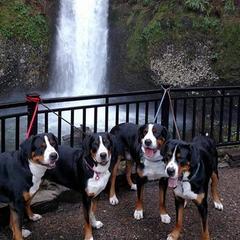 Greater Swiss Mountain Dogs from Houha Greater Swiss Mountain dogs
