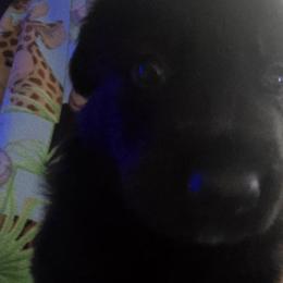 German Shepherds from Pheonix Farm