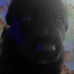 German Shepherds from Pheonix Farm