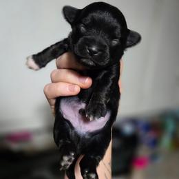 Toothless - Black and white male Chihuahua puppy in Springfield, Missouri from Carly Parker