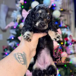 Daisy - Black and cream female Dachshund puppy in Hornbeck, Louisiana from A&Z Mini Dachshunds