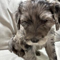 Boy 7 - Bergamasco Sheepdog puppy from Fox Valley Bergamasco